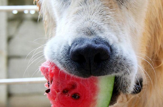Are dogs allowed watermelon