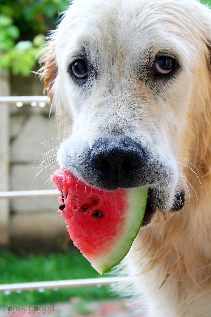 are dogs allowed to eat watermelon