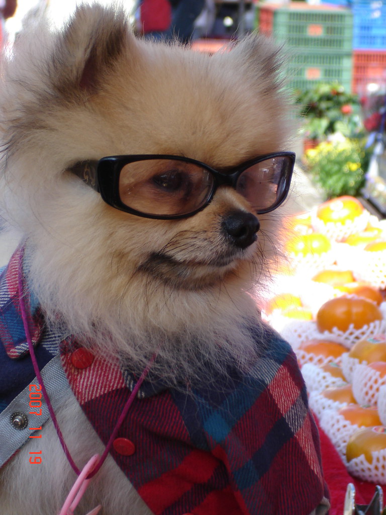 can you put color blind glasses on a dog