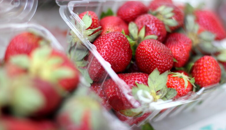 Are dogs allowed strawberries