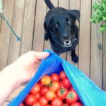 Are dogs allowed to eat tomatoes