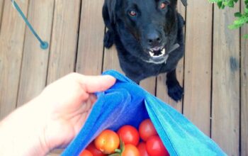 Are dogs allowed to eat tomatoes