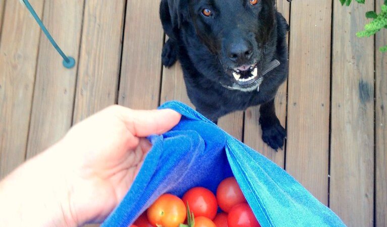 Are dogs allowed to eat tomatoes