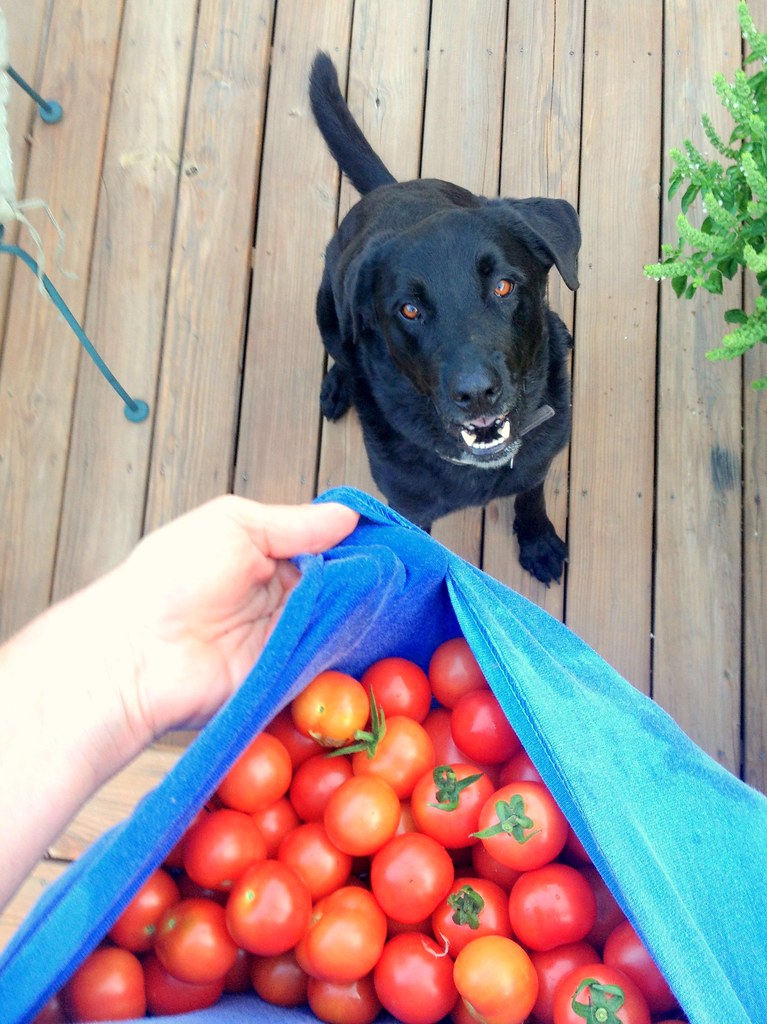 Are dogs allowed to eat tomatoes?