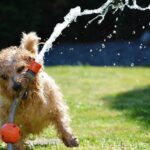 Help keep your best friend cool in the summer
