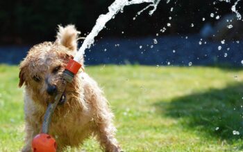 Help keep your best friend cool in the summer