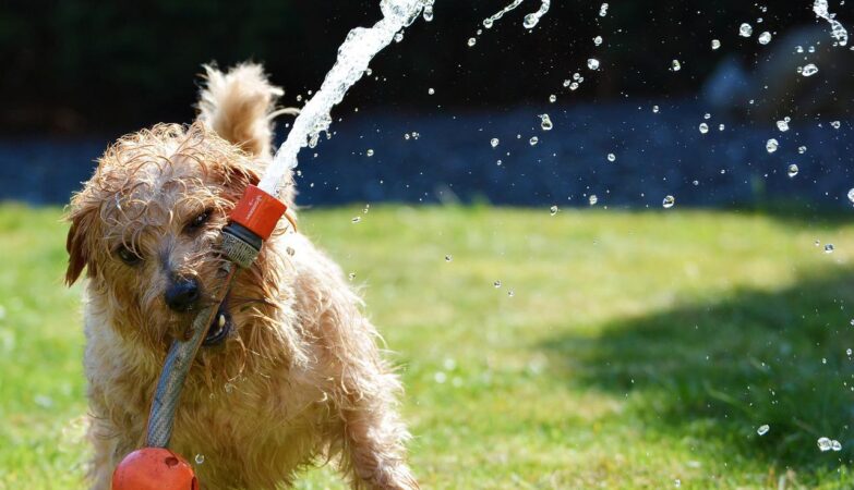 Help keep your best friend cool in the summer