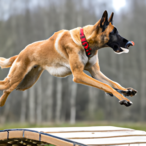 Belgian Malinois: Agile Working Dogs With An Unmatched Drive
