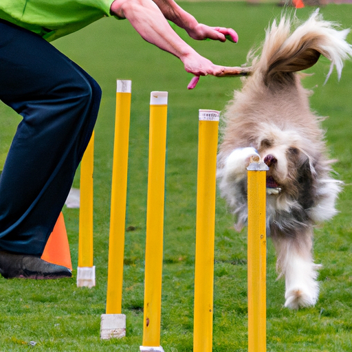 Beyond Basic: Take Your Dog’s Obedience To The Next Level With Advanced Training Techniques