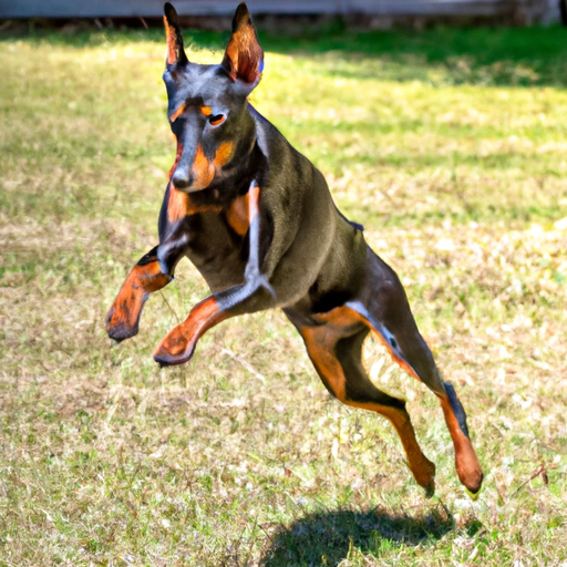 Doberman Pinschers: Sleek Athletes With Undying Loyalty”