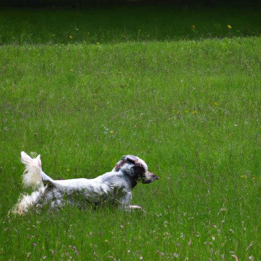 English Setters: Majestic Hunters And Gentle Family Companions