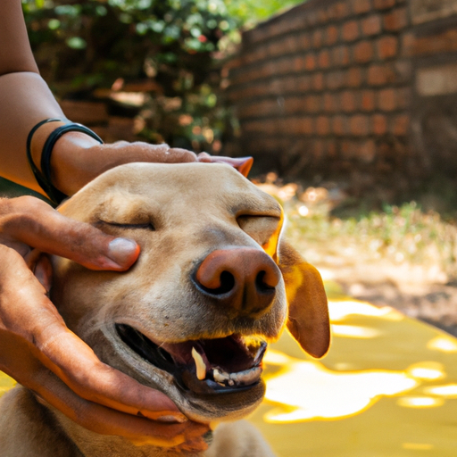 The Benefits Of Dog Massage