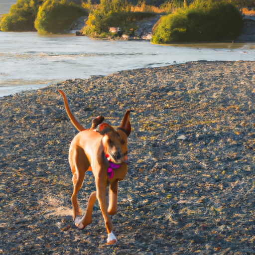 Unleash Outdoor Excitement: Discover Dog-Friendly Activities For Thrilling Adventures