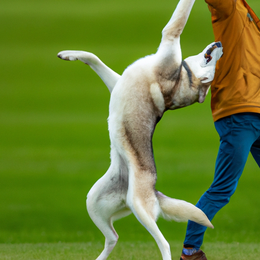Unleash Your Dog’s Potential: Advanced Obedience Training For Ultimate Control And Connection