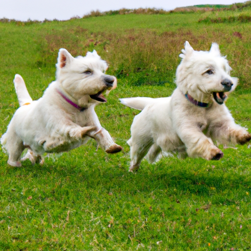 West Highland White Terriers: Endearing White Fluffballs Of Fun”