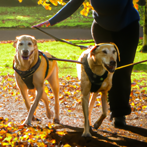 Guided By Love: The Inspiring Journey Of Guide Dogs And Their Visually Impaired Partners
