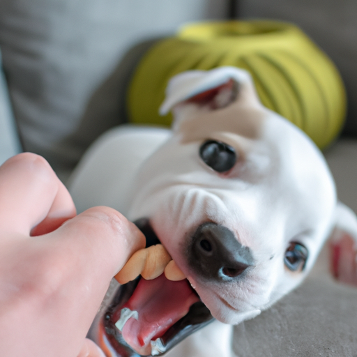How Do I Get My Puppy To Stop Biting