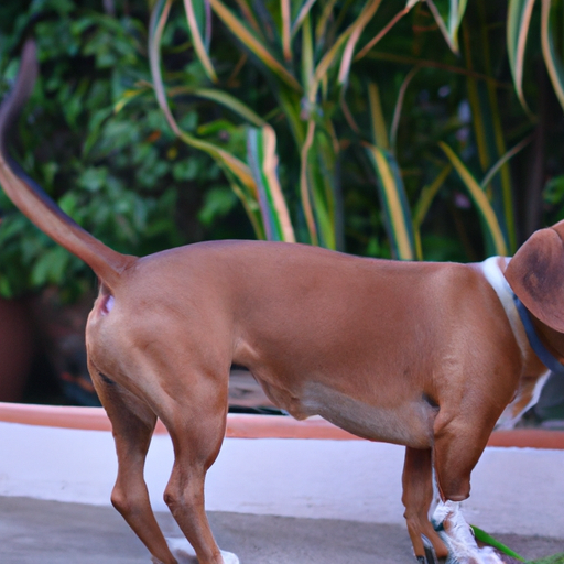 How Long Can Dogs Go Without Peeing