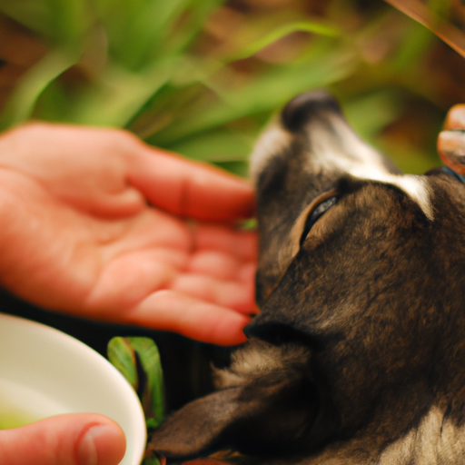 How To Settle Dogs Stomach