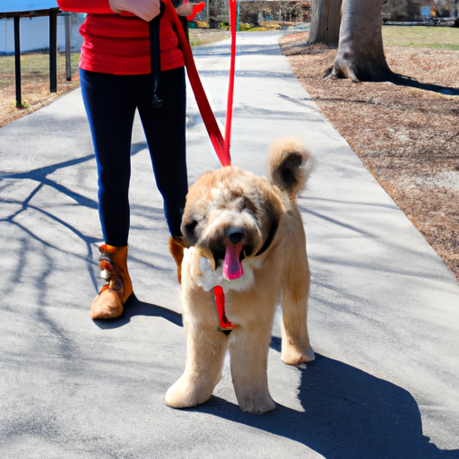 How To Teach A Puppy To Walk On A Leash