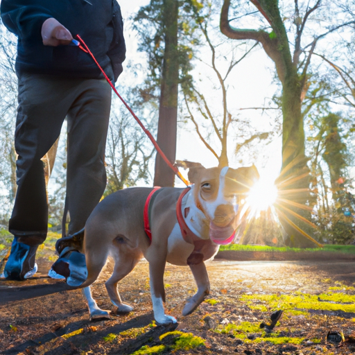 How To Teach Puppy To Walk On Leash