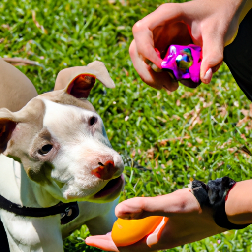 How To Train A Pit Bull Puppy