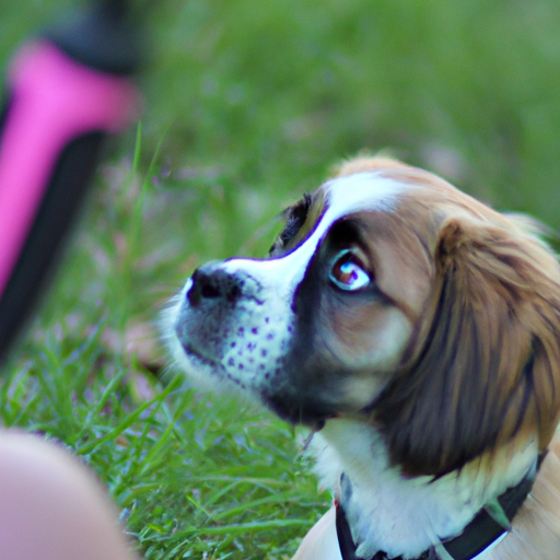 How To Train A Puppy Not To Bark