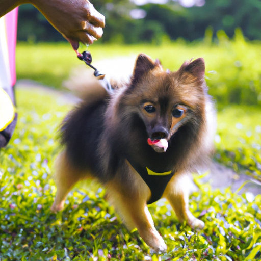 How To Train Dogs To Pee Outside