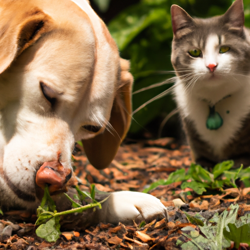 What Does Catnip Do To Dogs