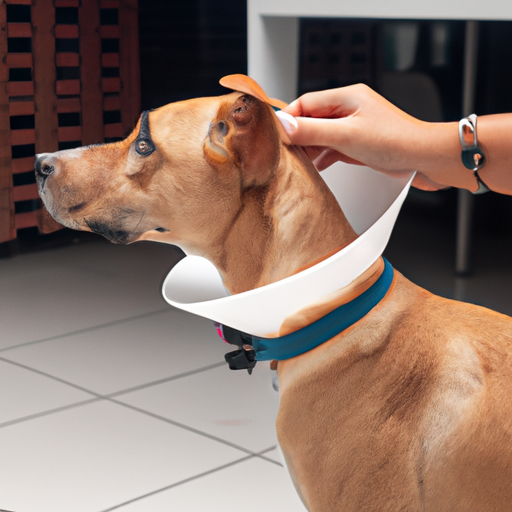 What Is An E Collar For Dogs
