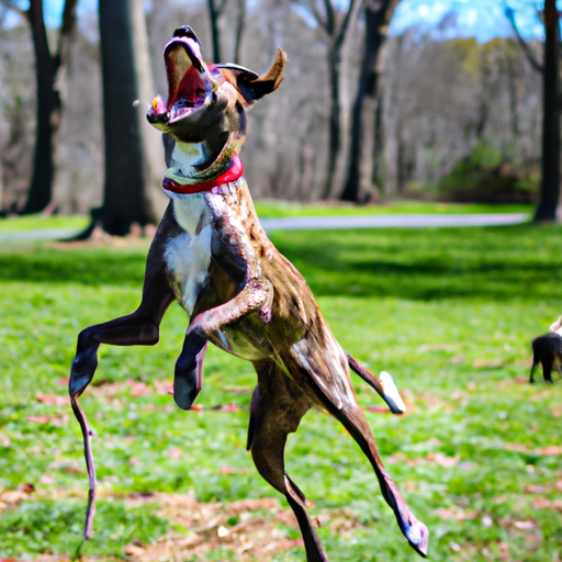 Why Do Dogs Like Sticks