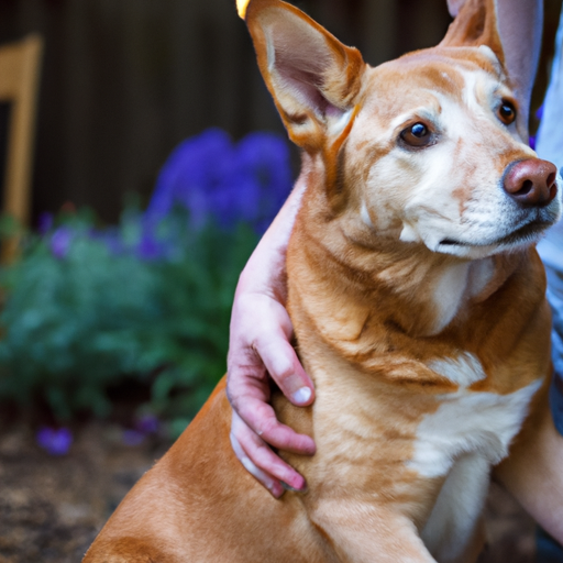 Why Do Dogs Look At You When They Poop