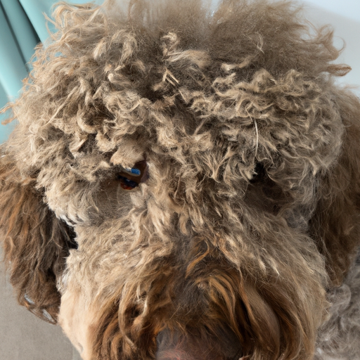 Do Labradoodles Shed?