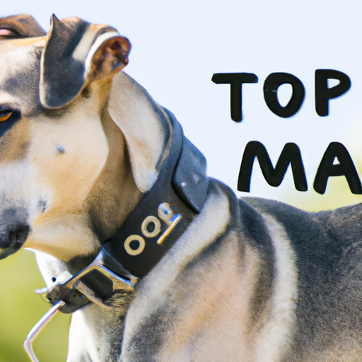 Dog Names Male: A Comprehensive Guide for Your New Best Friend
