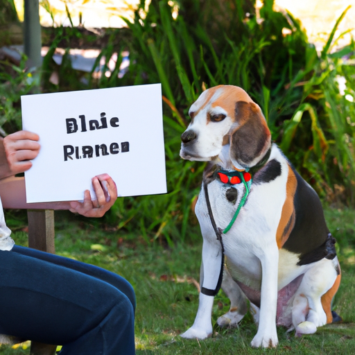 How Do I Get My Dog to Stop Barking?