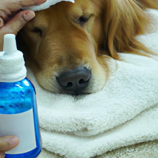 How to Clean Your Dog’s Eyes