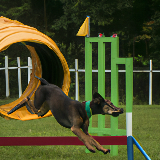 What is Agility Training for Dogs?