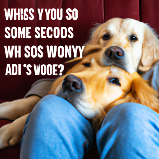 Why Are Dogs So Affectionate?