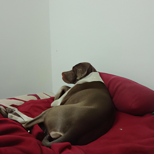 Why Do Dogs Put Their Bum Towards You When Sleeping?