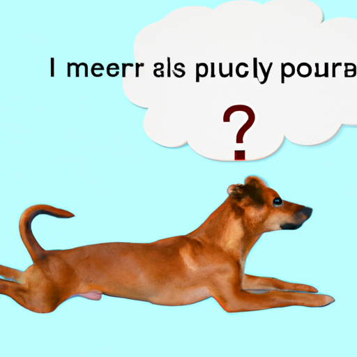 Why Do Dogs Sploot?