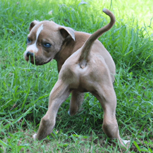 When Do Male Dogs Start Lifting Their Leg To Pee?